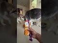 Unpacking #husky #youtubeshorts #dog #shorts #viral #trending
