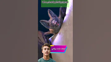 كيف تمتص الخفافيش مصاصة الدماء دم الإنسان أسرار اللعاب القاتل 