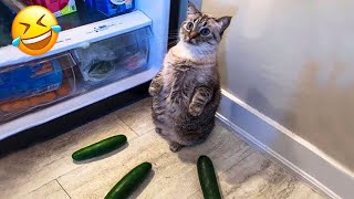 New Funny Animals 😂 Funniest Cats and Dogs Videos 😸🐶 Part 8 by Crazy Pets  974,467 views 4 months ago 1 hour