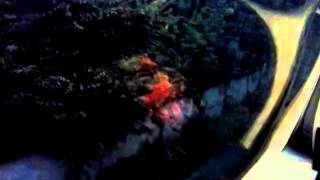 VID-20141013-WA0000.mp4
