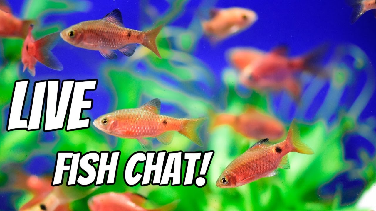 Lisa KEEPS Buying New Fish!!. "LIVE STREAM" Friday Night Fish Talk!