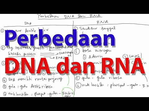Video: Perbedaan Antara Struktur DNA Dan RNA