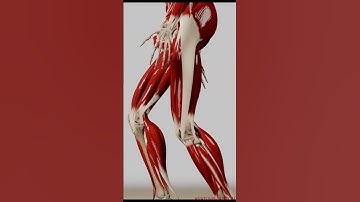 Exploring Human Anatomy: 3D Animation Walk Cycle (Side View)