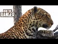 Beautiful Leopard Climbs A Tree | Maasai Mara Safari | Zebra Plains