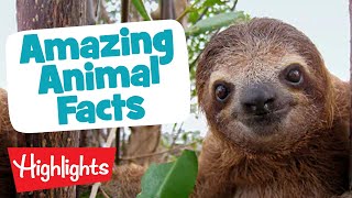 AMAZING ANIMALS | Laugh, Learn and Play | 2020 Compilation | Highlights Kids