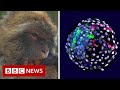 Human cells grown in monkey embryos spark ethical debate - BBC News