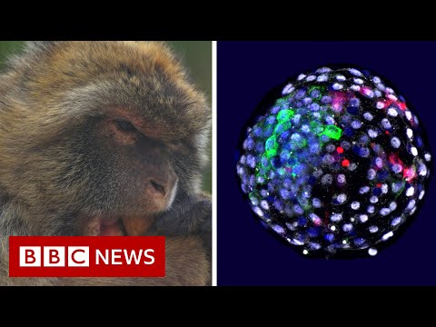Video: What Actually Made The Monkey Human? - Alternative View