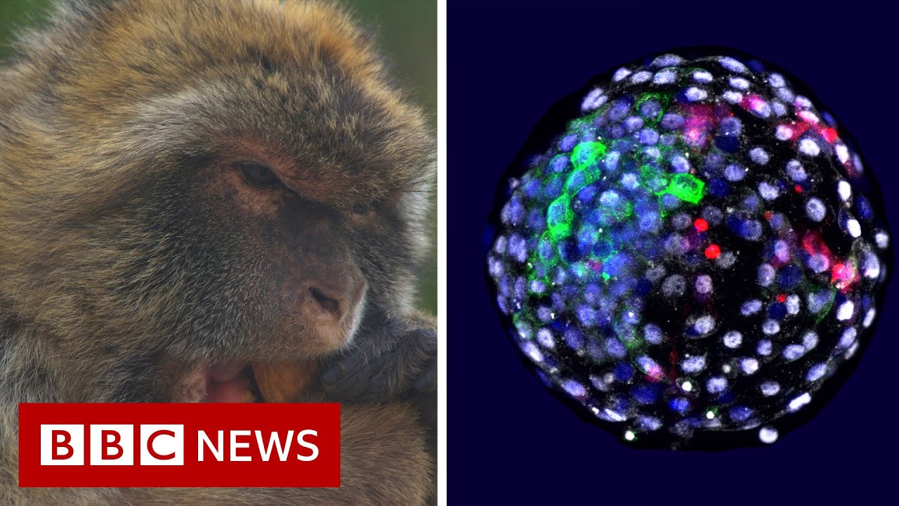 A Human-Monkey Embryo Has Been Created by Scientists, Nature and Wildlife