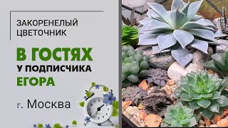 В гостях у Егора, г.  Москва | Потрясающая коллекция комнатных растений. От суккулентов до монстер