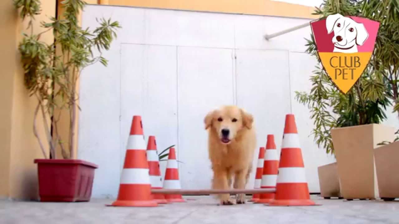 Hotel para cachorro tijuca Clearance
