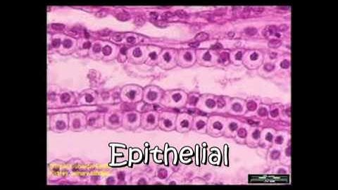 Cycle 3-Week1-4 Types of Tissue