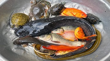 Kem Chanel lái công nông bắt cá trong chum có cá chép, cá trê, cá vàng, con rùa, cá hải tượng