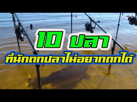 วีดีโอ: 8 นักตกปลาที่ดีที่สุด