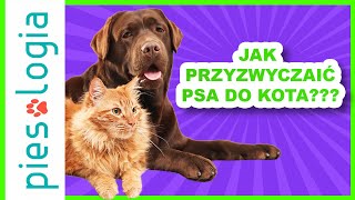 Jak przyzwyczaić psa do kota?