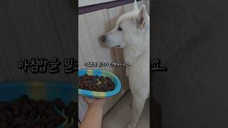 어리광 피우는 3세 진돗개