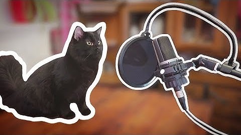 I Wrote A Theme Song For My Cats