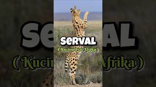 SERVAL/KUCING LIAR AFRIKA #kucingliar #kucing #serval #hewan #kebunbinatang #animals #feedshorts