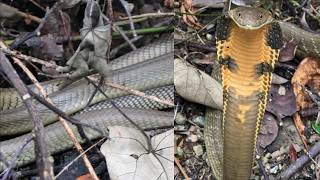 Finding wild KING COBRA in Singapore