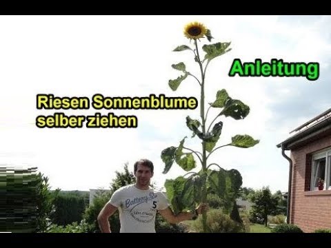 Video: Informationen über Schwarzöl-Sonnenblumenkerne und Schwarzkümmel-Sonnenblumenpflanzen