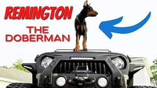 Meet the Adventure Doberman—All Fun All Day Long! (with Remy)