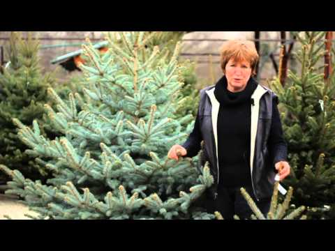 Videó: Milyen Beltéri Tűlevelűek Használhatók Karácsonyfa Helyett