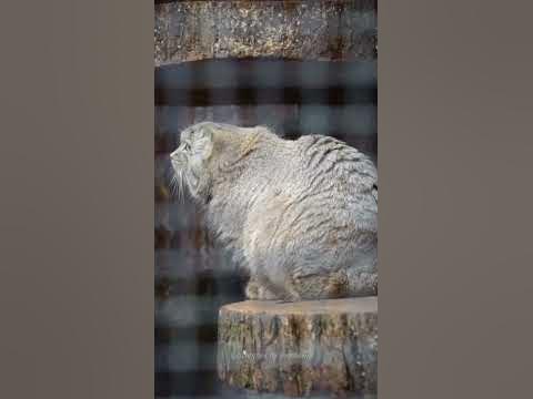 Манул Шу осматривается в новом вольере #manul #манул - YouTube