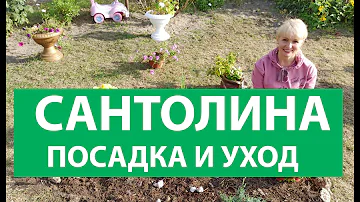 Сантолина. Как посадить сантолину. Какой уход необходим за сантолиной
