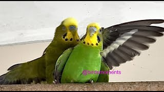 Midori and Jade the budgie mating