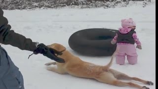 Perrito se desliza por la nieve//Dog slides across the snow