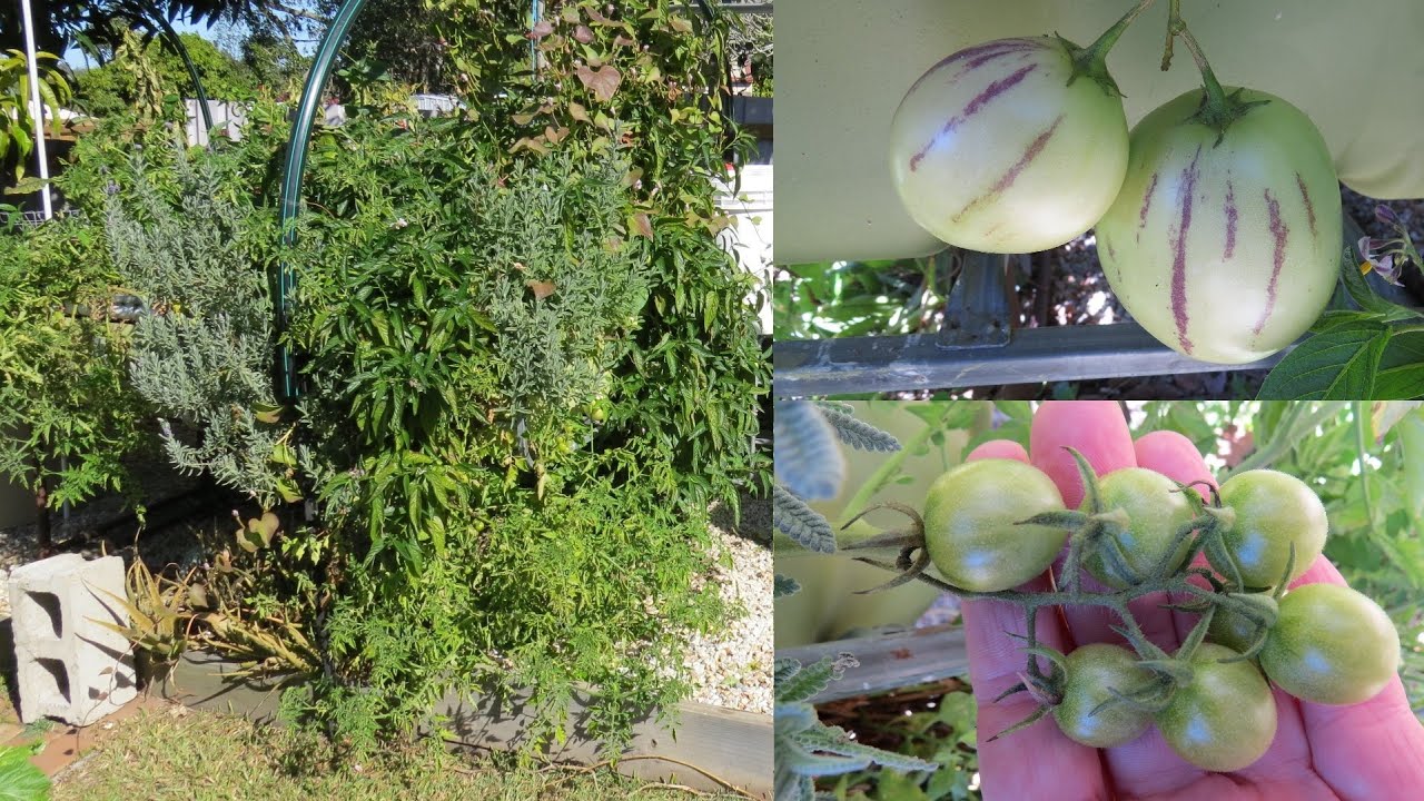 Rob bob's aquaponics & backyard farm 