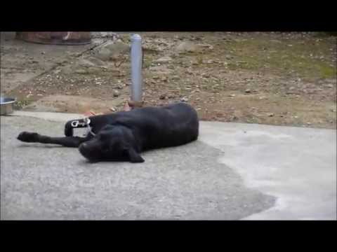 黒ラブラドール レトリーバー 昼寝していたのを起こしてみた Youtube 黒ラブラドール レトリーバー 昼寝していたのを起こしてみた Youtube
