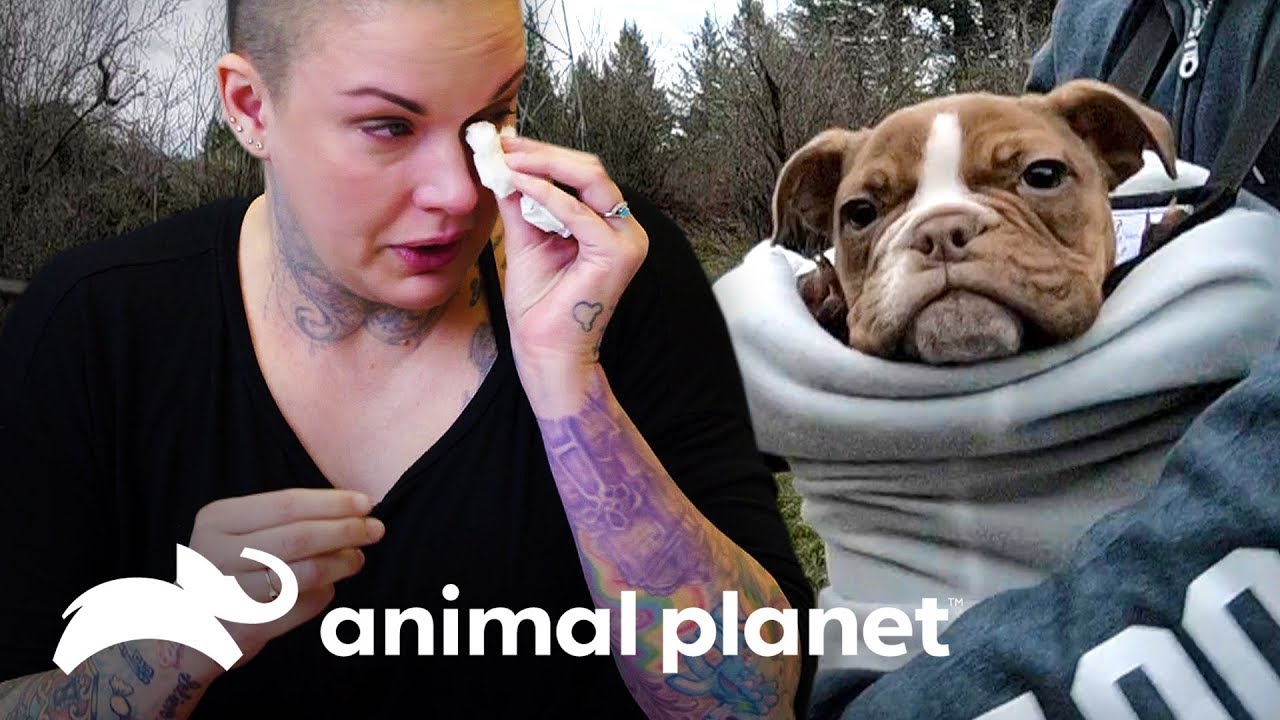 A despedida de Splat | Família ao Resgate | Animal Planet Brasil