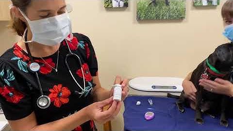 How to use the Alphatrak glucometer on a dog