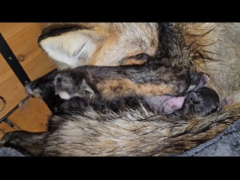 Sammi Fox gives birth!