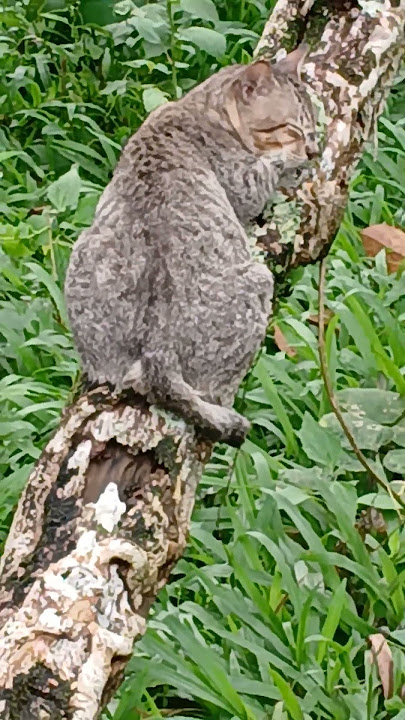Cutie Kitty is having ziesta