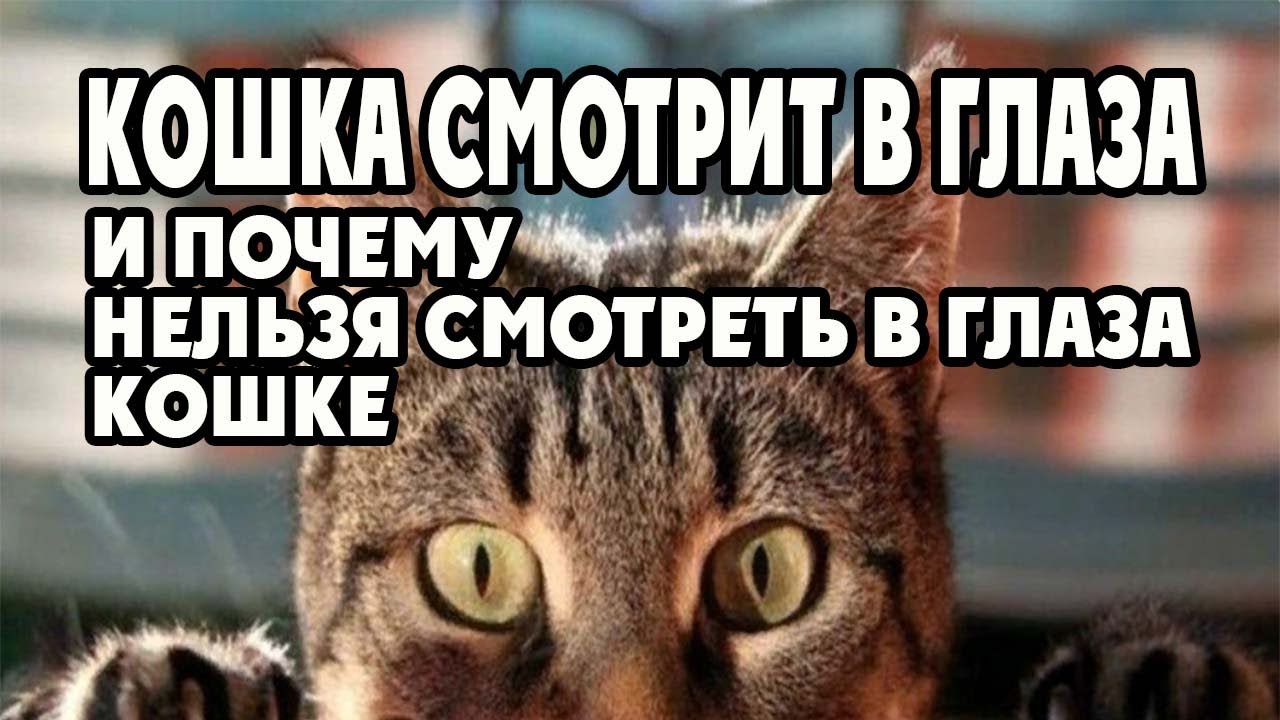 почему кошка смотрит в глаза и почему нельзя смотреть в глаза кошке. Мистика и реальность