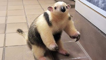 The Cutest Baby Animals You