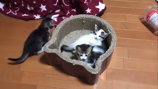 猫　赤ちゃん