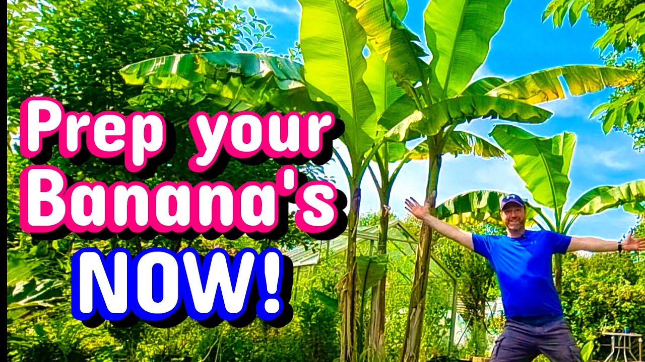 🍌How to Care for Musa Basjoo Banana Trees | Cut Back, Protect in Winter & Reveal in Spring! #banana