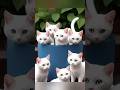 Small baby cat   lovely animal  viral cat top5 smallcat shorts ytshorts shots