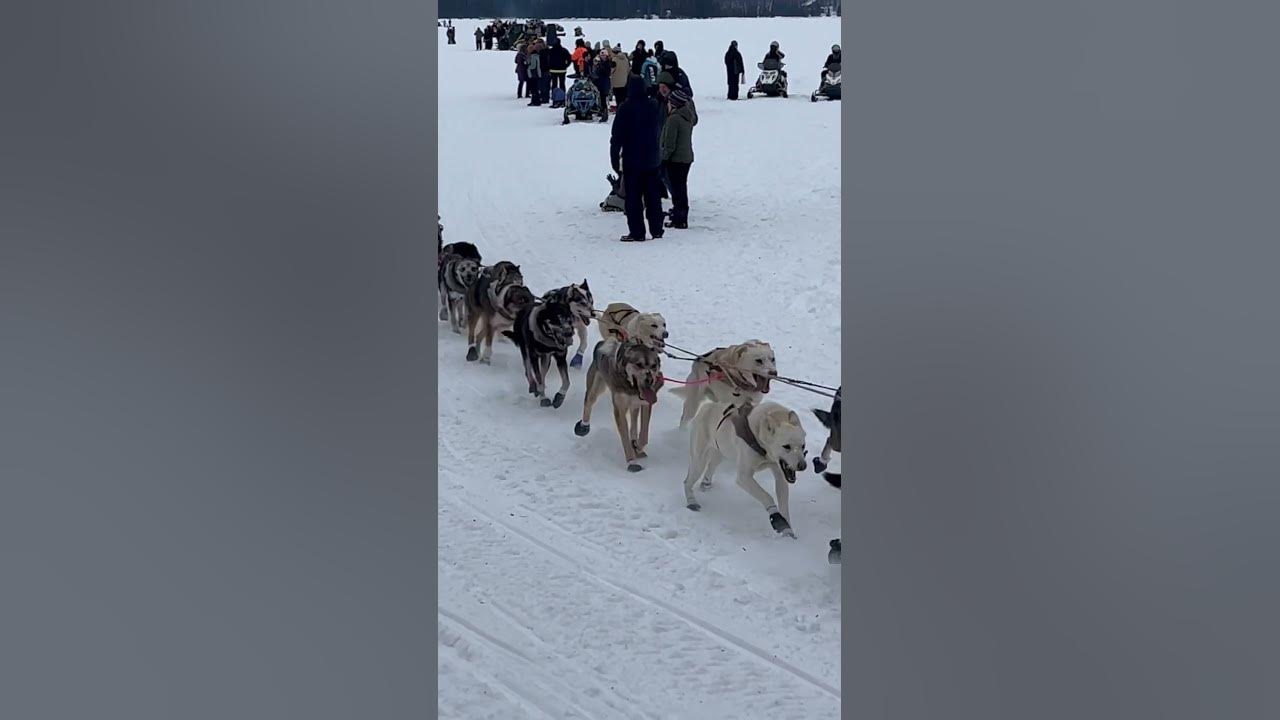 Jessie Holmes Iditarod 2024 in Willowiditarod winter mushing dog Jessie Holmes Iditarod 2024 in Willowiditarod winter mushing dog