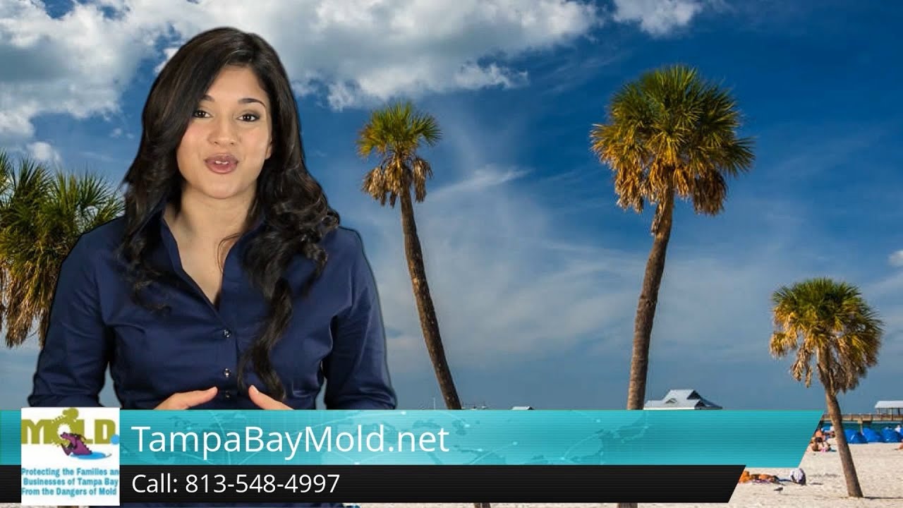 Mold Remediation Tampa Mold Removal 5 Star Review TampaBayMold.net