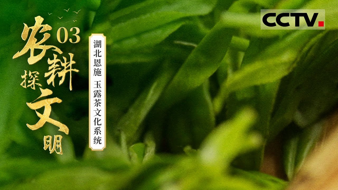 2025农耕探文明》03 湖北恩施：一片茶园一段千年传奇！感受茶与人、山
