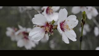 İlkbahar Doğanın Güzellikleri I Belgesel