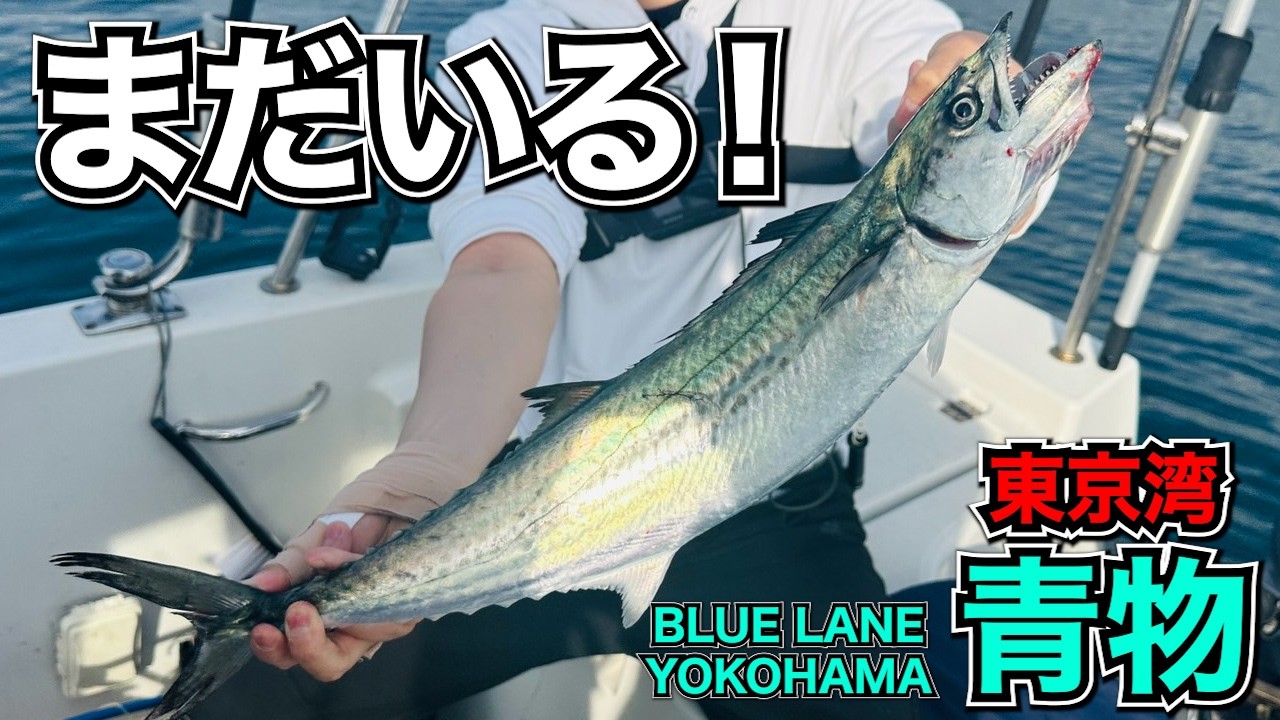 Tokyo Bay Lure Fishing for Blue Runners] How much longer will it