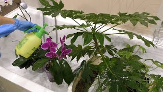 видео: КЛЕЩ! ЭФФЕКТИВНЫЙ ПРЕПАРАТ от вредителей. / Орхидеи и не только в обработку! картинка: КЛЕЩ! ЭФФЕКТИВНЫЙ ПРЕПАРАТ от вредителей. / Орхидеи и не только в обработку!