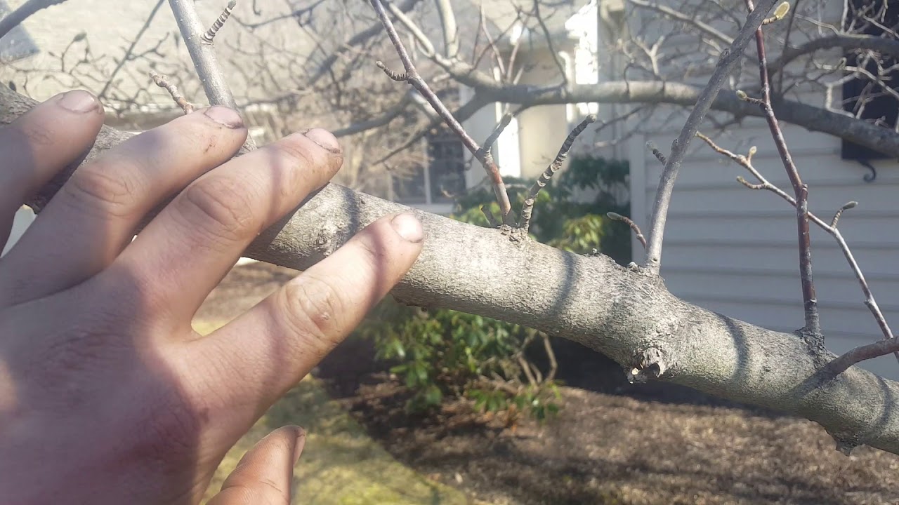 When to Spray Dormant Oil and Why YouTube