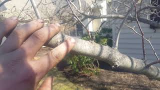 When to Spray Dormant Oil and Why