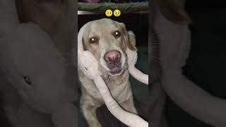 so cute moment but#😖🥺 no more time#😞 animal lover#dogloversdog