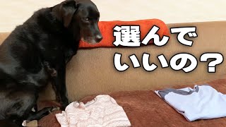 ママとパパのどっちの服の上が好きか検証するラブラドールレトリバー